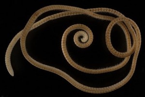 名副其實千足蟲