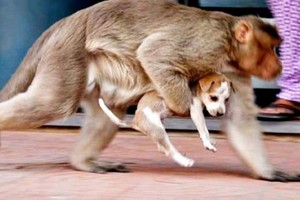 一隻小狗被猴子抓走。（圖：互聯網）