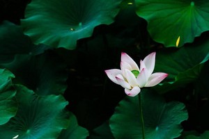 （示意圖：互聯網）