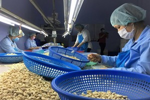 腰果是中東－非洲地區許多國家需要進口的商品。