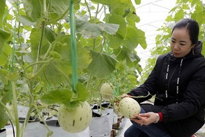 廣寧高新技術應用農業區建於廣寧省東潮市鴻泰西鄉，全區自然面積總值為106公頃。（示意圖：越通社）