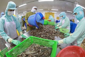 後江省後江明富水產公司的冷凍蝦加工廠一瞥。