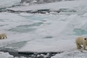 由於氣候變化，冰蓋融化，北極熊的自然棲息地正在消失。（圖：聯合國）