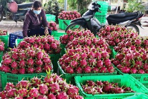 平順火龍果價格暴跌