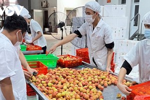 我國出口的商品日漸多樣化，種類和款式也越來越豐富。