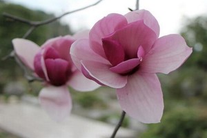 （示意圖：互聯網）