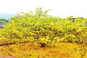 南部人認為黃梅花象徵著吉祥。