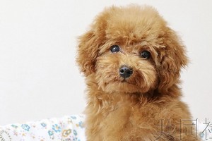 玩具貴賓犬連續13 年穩居榜首