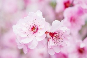 （示意圖：互聯網）