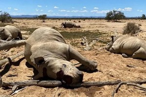 南非政府部門稱2021年超450頭犀牛被非法盜獵。（圖：互聯網）