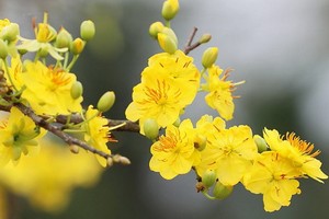 （示意圖：互聯網）