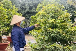 守德市一梅花園主理人在養護一棵梅花樹。（圖：互聯網）