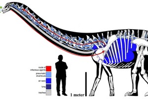 最新研究發現恐龍呼吸道感染化石證據