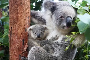 澳大利亞國寶考拉。（圖：互聯網）