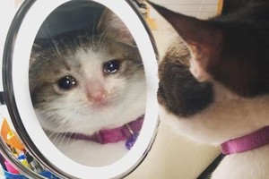 （示意圖：互聯網）