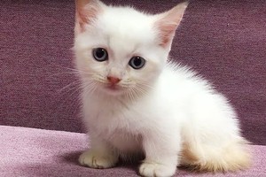 （示意圖：互聯網）