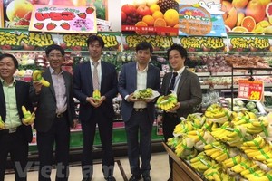 越南香蕉很受日本消費者的歡迎。（圖：越通社）