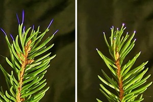 雷暴期間植物會放電