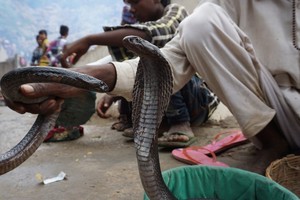 在過去20年間，印度境內估計有120萬人因毒蛇咬傷致死。（圖：Pixabay）