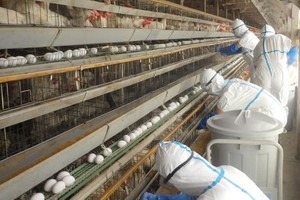 日本工作人員在養雞場進行消殺工作。（圖：互聯網）