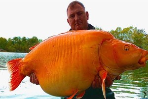 哈克特抱著自己釣起來的金魚合影留念。（圖：Bluewater Lakes臉書）