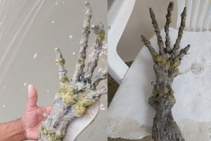 巴西海灘驚見“巨大怪手”