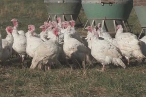 火雞群。（示意圖：互聯網）