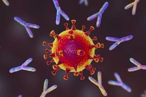 WHO：全球至少90%的人口對新冠病毒具有一定的抗體。（示意圖：互聯網）