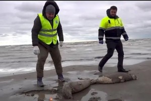 工作人員在查看海豹屍體。（圖：互聯網）