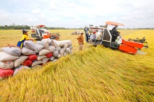 越南農產品日益受各出口市場歡迎。