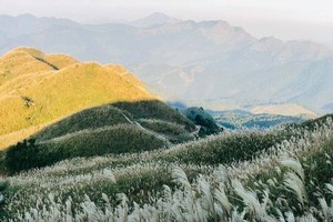 在平遼“恐龍脊椎”兩旁有雪白的蘆葦叢。