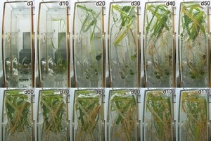 水稻在問天艙生命生態實驗櫃通用生物培養模塊中完成從種子到種子全生命週期不同發育階段代表性圖片。圖像上的數字表示注入營養液啟動實驗後的天數。