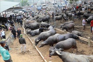 嚴管跨境牛群非法運送情況