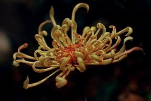 （示意圖：互聯網）