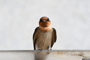 （示意圖：互聯網）