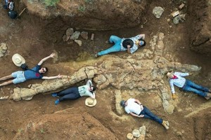 薄板龍化石體積龐大。（圖：互聯網）