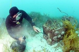 一名潛水員在海底打撈鮑魚。（圖：互聯網）