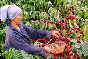 一名女農夫在收穫咖啡果。（圖：工商報）