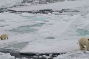 由於氣候變化與冰蓋融化，北極熊自然棲息地正在消失。（圖：聯合國）