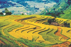 陳光明攝影作品欣賞 —— 梯田 