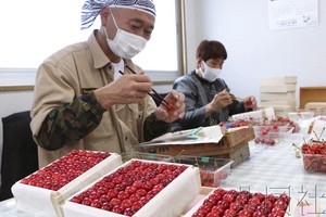 装箱出货的高档樱桃品种“佐藤锦”。（图：共同社）
