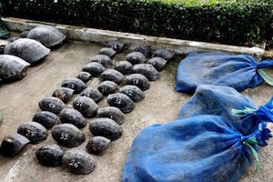 被查获走私野生动物案件的赃物。