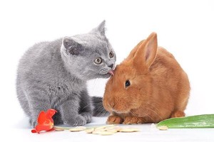 中国生肖兔，越南生肖猫！