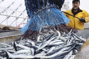 从大型渔船上卸货的秋刀鱼。（图：共同社）