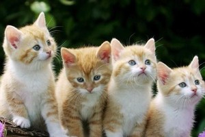 宠物猫或许真能听懂人话