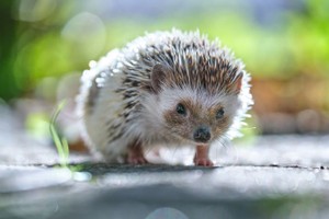 （示意图：互联网）