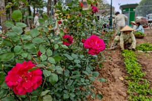 河内陈仁宗街种万棵玫瑰花