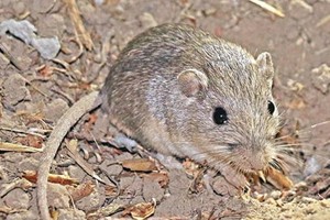 美国太平洋袖珍鼠“帕特”获吉尼斯世界纪录认证为“最长寿老鼠”。（图：互联网）