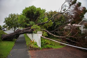 这是2月14日在新西兰奥克兰拍摄的受损树木。（图：新华社）