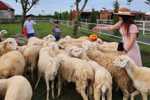 薄寮绵羊农场吸引年轻人打卡